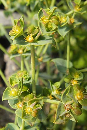 Euphorbia falcata \ Sichel-Wolfsmilch, Spitzblttrige Wolfsmilch / Sickle Spurge, Mallorca/Majorca Ca'n Picafort 30.4.2011