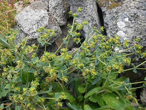 Euphorbia falcata \ Sichel-Wolfsmilch, Spitzblttrige Wolfsmilch / Sickle Spurge, Mallorca/Majorca Ca'n Picafort 30.4.2011