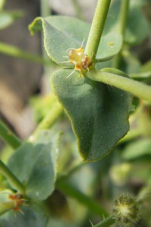 Euphorbia falcata \ Sichel-Wolfsmilch, Spitzblttrige Wolfsmilch / Sickle Spurge, Mallorca/Majorca Ca'n Picafort 30.4.2011