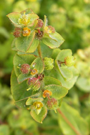 Euphorbia hirsuta \ Behaarte Wolfsmilch / Hairy Spurge, Mallorca/Majorca S'Albufera 30.4.2011