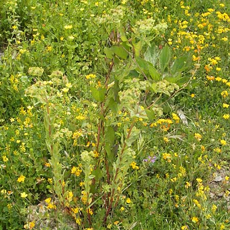 Euphorbia hirsuta \ Behaarte Wolfsmilch / Hairy Spurge, Mallorca/Majorca S'Albufera 30.4.2011