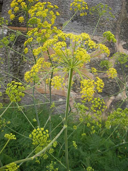 Thapsia asclepium \ Asklepios-Steckenkraut / Asclepios Fennel, Mallorca/Majorca Soller Botan. Gar.  23.4.2011