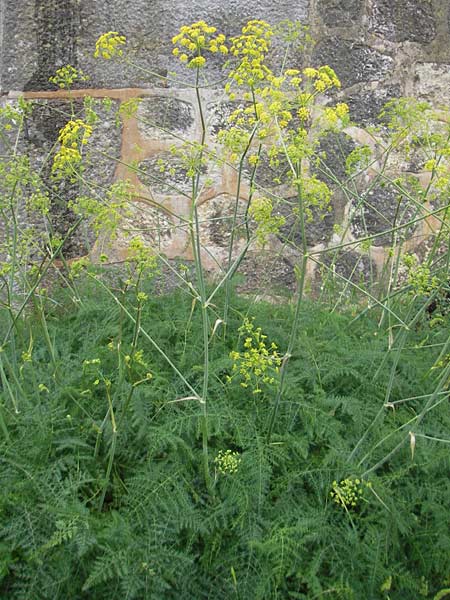 Thapsia asclepium \ Asklepios-Steckenkraut / Asclepios Fennel, Mallorca/Majorca Soller Botan. Gar.  23.4.2011