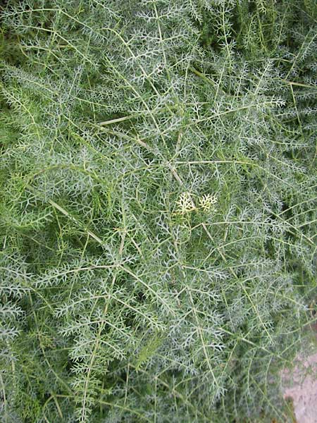 Thapsia asclepium \ Asklepios-Steckenkraut / Asclepios Fennel, Mallorca/Majorca Soller Botan. Gar.  23.4.2011