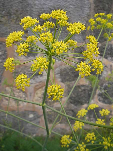 Thapsia asclepium \ Asklepios-Steckenkraut / Asclepios Fennel, Mallorca/Majorca Soller Botan. Gar.  23.4.2011