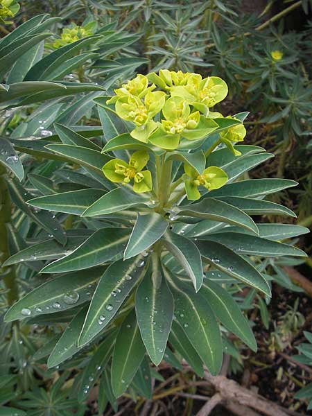 Euphorbia margalidiana \ Les-Margalides-Wolfsmilch / Les Margalides Spurge, Mallorca/Majorca Soller Botan. Gar.  4.4.2012