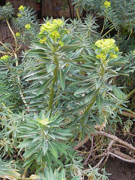 Euphorbia margalidiana \ Les-Margalides-Wolfsmilch / Les Margalides Spurge, Mallorca/Majorca Soller Botan. Gar.  4.4.2012