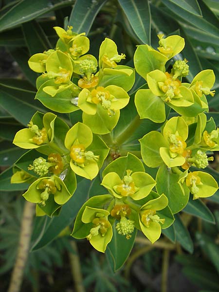Euphorbia margalidiana \ Les-Margalides-Wolfsmilch / Les Margalides Spurge, Mallorca/Majorca Soller Botan. Gar.  4.4.2012
