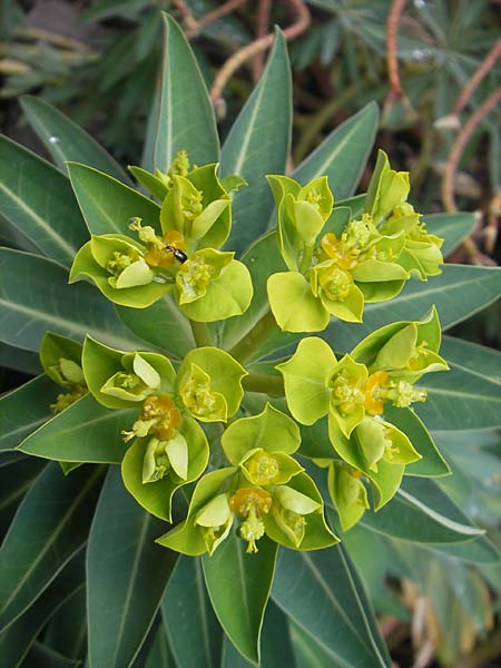 Euphorbia margalidiana \ Les-Margalides-Wolfsmilch / Les Margalides Spurge, Mallorca/Majorca Soller Botan. Gar.  4.4.2012