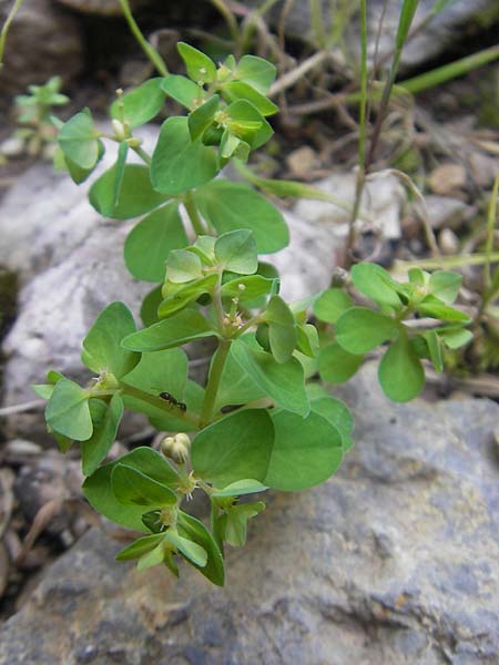 Euphorbia peplus \ Garten-Wolfsmilch / Petty Spurge, Mallorca/Majorca Torrent de Pareis 27.4.2011