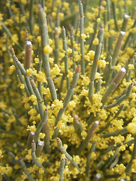 Ephedra fragilis \ Br&uuml;chiges Meertr�ubel / Joint Pine, Mallorca/Majorca Sant Elm 29.4.2011