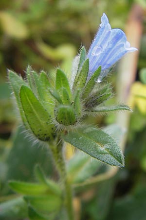 Echium parviflorum \ Kleinbl&uuml;tiger Natternkopf / Small Flowered Bugloss, Mallorca/Majorca Sa Raixa 6.4.2012