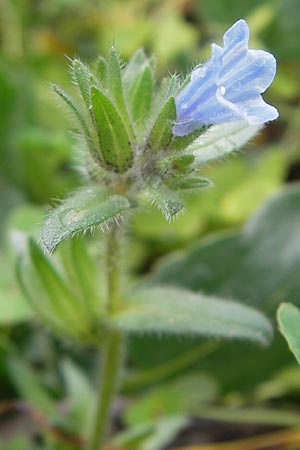 Echium parviflorum \ Kleinbl&uuml;tiger Natternkopf / Small Flowered Bugloss, Mallorca/Majorca Sa Raixa 6.4.2012