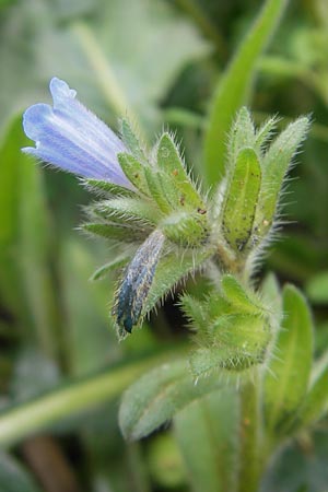 Echium parviflorum \ Kleinbl&uuml;tiger Natternkopf / Small Flowered Bugloss, Mallorca/Majorca Sa Raixa 6.4.2012