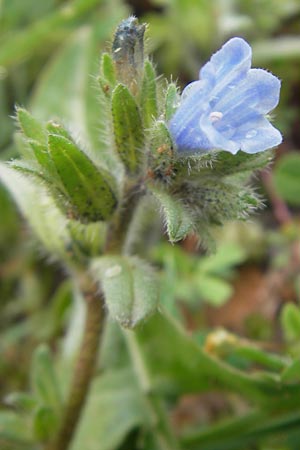 Echium parviflorum \ Kleinbl&uuml;tiger Natternkopf / Small Flowered Bugloss, Mallorca/Majorca Sa Raixa 6.4.2012