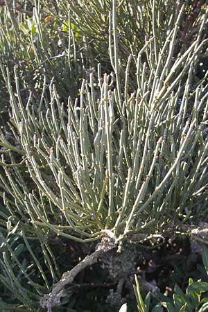 Ephedra fragilis \ Br&uuml;chiges Meertr�ubel / Joint Pine, Mallorca/Majorca Cala Pi 8.4.2012