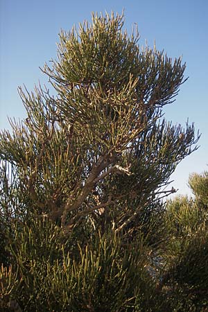 Ephedra fragilis \ Br&uuml;chiges Meertr�ubel / Joint Pine, Mallorca/Majorca Cap Formentor 10.4.2012
