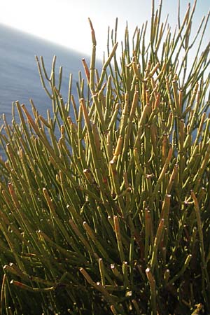 Ephedra fragilis \ Br&uuml;chiges Meertr�ubel / Joint Pine, Mallorca/Majorca Cap Formentor 10.4.2012