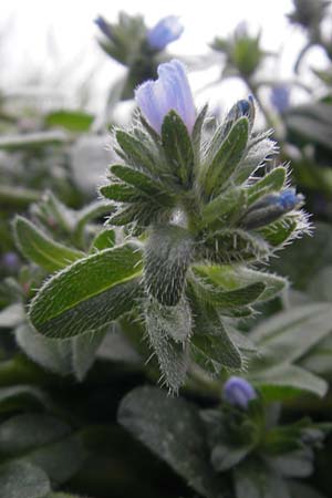 Echium parviflorum \ Kleinbl&uuml;tiger Natternkopf / Small Flowered Bugloss, Mallorca/Majorca Banyalbufar 12.4.2012