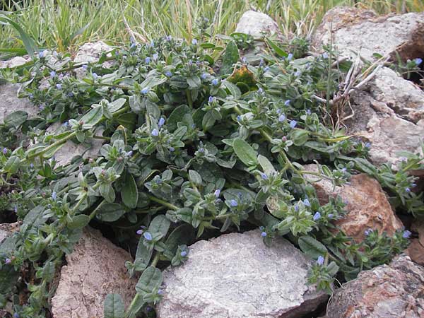 Echium parviflorum \ Kleinbl&uuml;tiger Natternkopf / Small Flowered Bugloss, Mallorca/Majorca Banyalbufar 12.4.2012