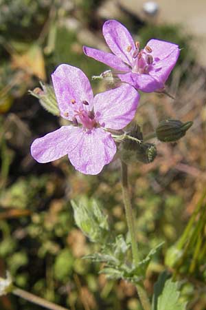 Erodium chium \ Chios-Reiherschnabel / Chios Stork's-Bill, Mallorca/Majorca Palma 22.4.2011