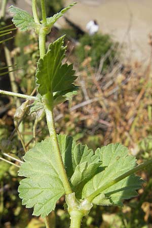 Erodium chium \ Chios-Reiherschnabel / Chios Stork's-Bill, Mallorca/Majorca Palma 22.4.2011