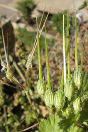 Erodium chium \ Chios-Reiherschnabel / Chios Stork's-Bill, Mallorca/Majorca Palma 22.4.2011