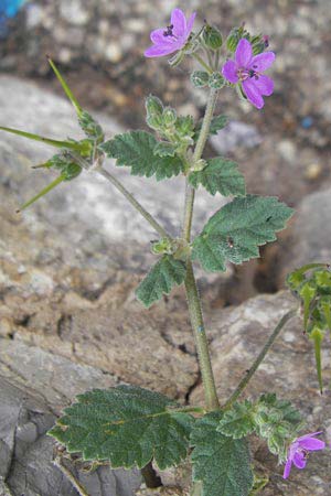 Erodium malacoides \ Malvenbl&auml;ttriger Reiherschnabel / Soft Stork's-Bill, Mallorca/Majorca Soller 23.4.2011
