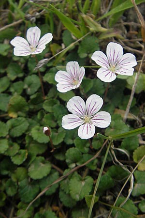 Erodium reichardii \ Balearen-Reiherschnabel / Balearic Stork's-Bill, Fairy Heron's-Bill, Mallorca/Majorca Betlem 28.4.2011