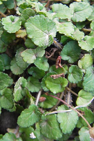 Erodium reichardii \ Balearen-Reiherschnabel / Balearic Stork's-Bill, Fairy Heron's-Bill, Mallorca/Majorca Betlem 28.4.2011