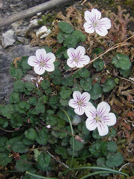 Erodium reichardii \ Balearen-Reiherschnabel / Balearic Stork's-Bill, Fairy Heron's-Bill, Mallorca/Majorca Betlem 28.4.2011