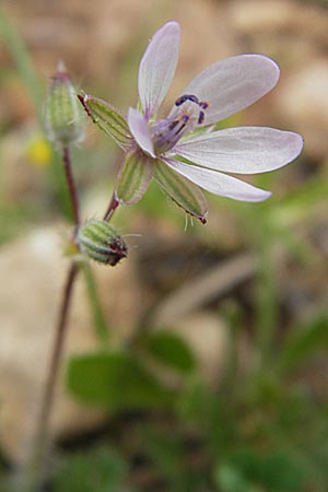 Erodium moschatum \ Moschus-Reiherschnabel / Musk Stork's-Bill, Mallorca/Majorca Andratx 3.4.2012