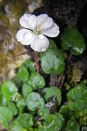 Erodium reichardii \ Balearen-Reiherschnabel / Balearic Stork's-Bill, Fairy Heron's-Bill, Mallorca/Majorca Soller Botan. Gar. 4.4.2012