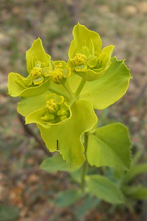Euphorbia serrata \ Ges&auml;gte Wolfsmilch / Serrate Spurge, Mallorca/Majorca Magaluf 6.4.2012