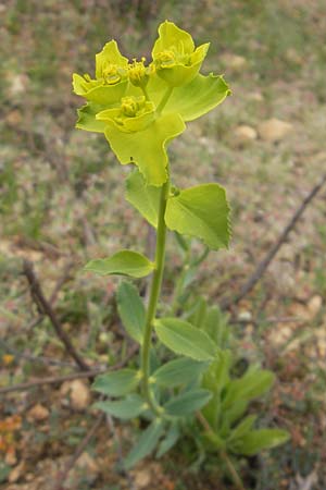 Euphorbia serrata \ Ges&auml;gte Wolfsmilch / Serrate Spurge, Mallorca/Majorca Magaluf 6.4.2012