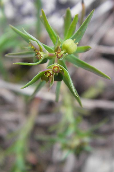 Euphorbia exigua \ Kleine Wolfsmilch / Dwarf Spurge, Mallorca/Majorca Andratx 26.4.2011
