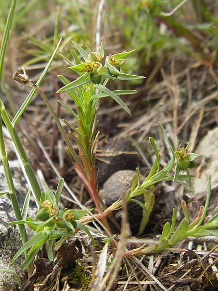 Euphorbia exigua \ Kleine Wolfsmilch / Dwarf Spurge, Mallorca/Majorca Andratx 26.4.2011