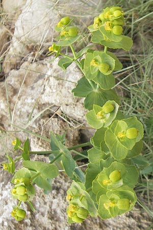 Euphorbia serrata \ Ges&auml;gte Wolfsmilch / Serrate Spurge, Mallorca/Majorca Sant Elm 29.4.2011