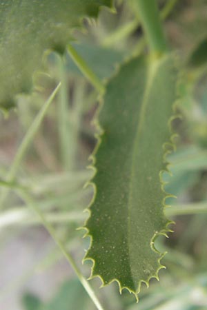 Euphorbia serrata \ Ges&auml;gte Wolfsmilch / Serrate Spurge, Mallorca/Majorca Sant Elm 29.4.2011