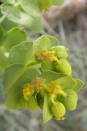 Euphorbia serrata \ Ges&auml;gte Wolfsmilch / Serrate Spurge, Mallorca/Majorca Sant Elm 29.4.2011