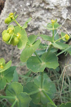 Euphorbia serrata \ Ges&auml;gte Wolfsmilch / Serrate Spurge, Mallorca/Majorca Sant Elm 29.4.2011