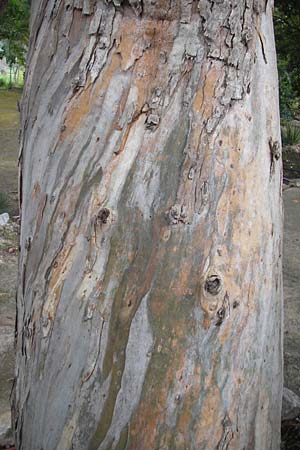 Eucalyptus globulus \ Blauer Eukalyptus / Blue Gum, Mallorca/Majorca Jardines de Alfabia 6.4.2012