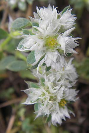 Paronychia argentea \ Silber-Nagelkraut, Silber-Mauermiere / Silver Nailwort, Mallorca/Majorca Ca'n Picafort 30.4.2011