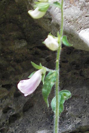 Digitalis minor \ Mallorca-Fingerhut / Mallorca Foxgloves, Mallorca/Majorca Torrent de Pareis 27.4.2011