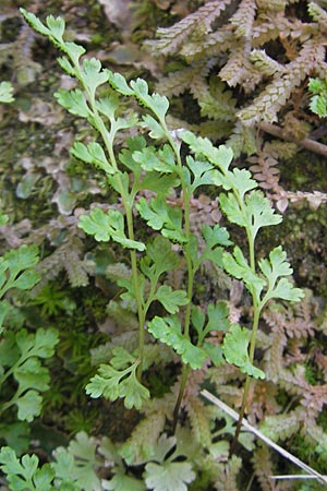 Anogramma leptophylla \ D�nnbl�ttriger Nacktfarn / Jersey Fern, Mallorca/Majorca Torrent de Pareis 27.4.2011