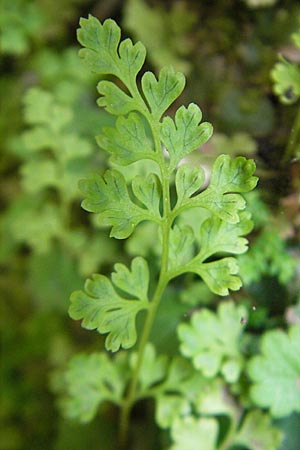 Anogramma leptophylla \ D�nnbl�ttriger Nacktfarn / Jersey Fern, Mallorca/Majorca Torrent de Pareis 27.4.2011