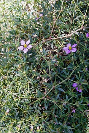 Fagonia cretica \ Kretische Fagonie / Fagonia, Mallorca/Majorca Magaluf 1.5.2011
