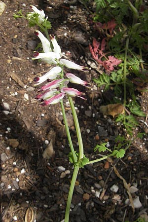 Fumaria flabellata \ Zerschlitzter Erdrauch / Southern Ramping Fumitory, Mallorca/Majorca Soller 23.4.2011