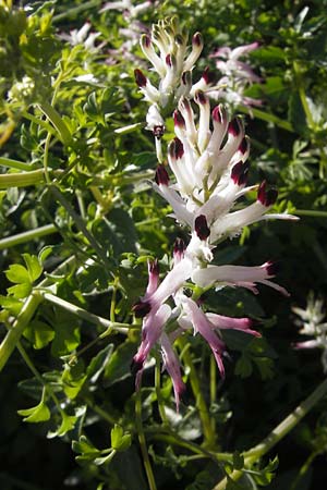 Fumaria capreolata \ Rankender Erdrauch / White Ramping Fumitory, Mallorca/Majorca Cala Pi 8.4.2012