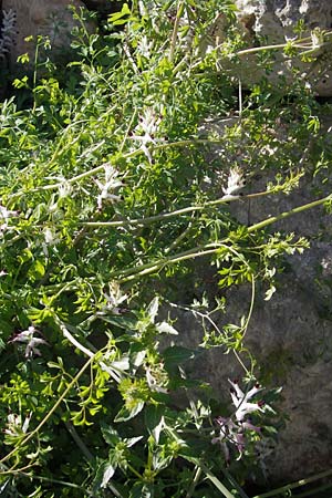 Fumaria capreolata \ Rankender Erdrauch / White Ramping Fumitory, Mallorca/Majorca Cala Pi 8.4.2012